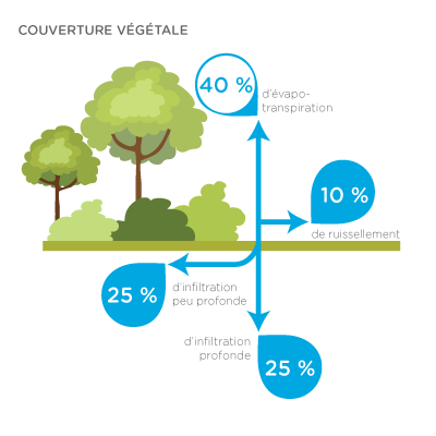 Infographic - couverture végétale : 40 % d'évapo-transpiration ; 10 % de ruissellement ; 25 % d'infiltration peu profonde ; 25 % d'infiltration profonde