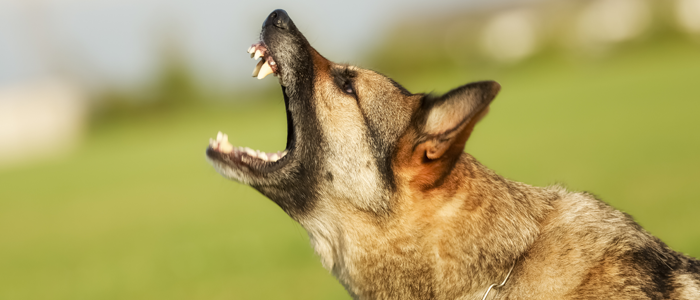 Chien Gardant La Propriété Privée Banque D'Images et Photos Libres De  Droits. Image 88487467