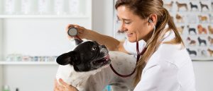 Assurance pour vétérinaires