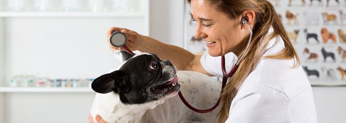 Assurance pour vétérinaires