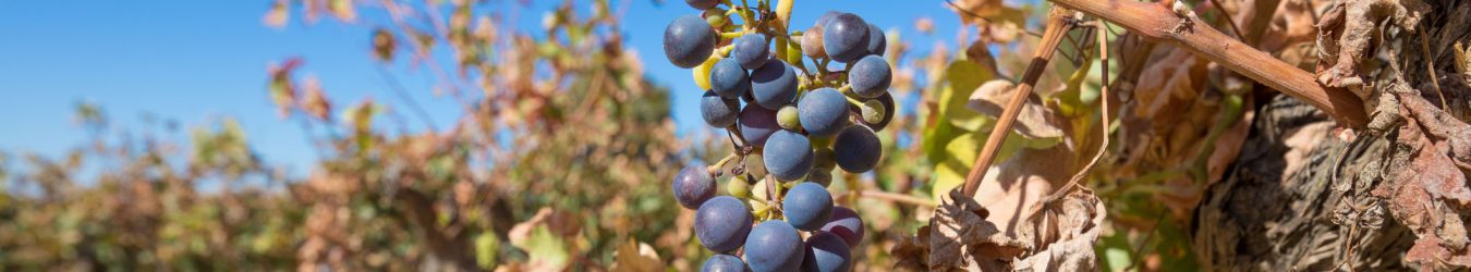 Les effets des changements climatiques sur l’agriculture au Canada