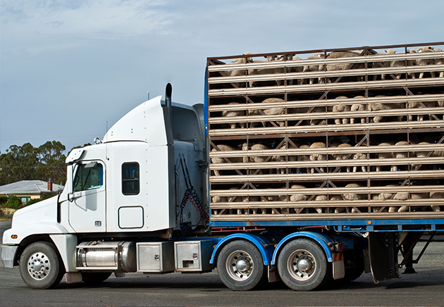 Un camion dont la remorque transporte des moutons dans des cages.