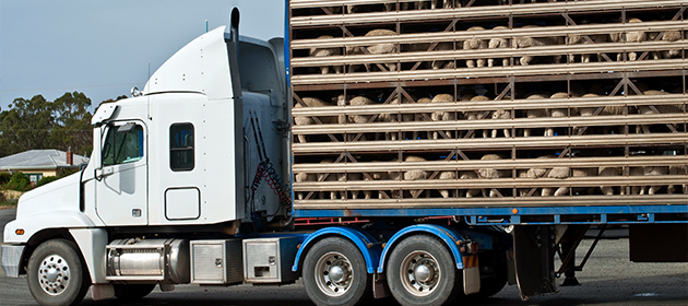 Un camion dont la remorque transporte des moutons dans des cages.