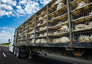 Un camion dont la remorque transporte des dindes vivantes dans des cages.