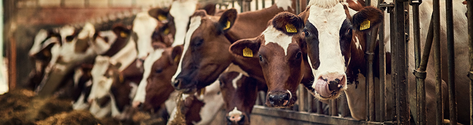 Un troupeau de bovins mangent du foin à l’intérieur d’une grange.