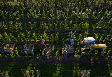 Des agriculteurs cueillent des pommes dans un verger.