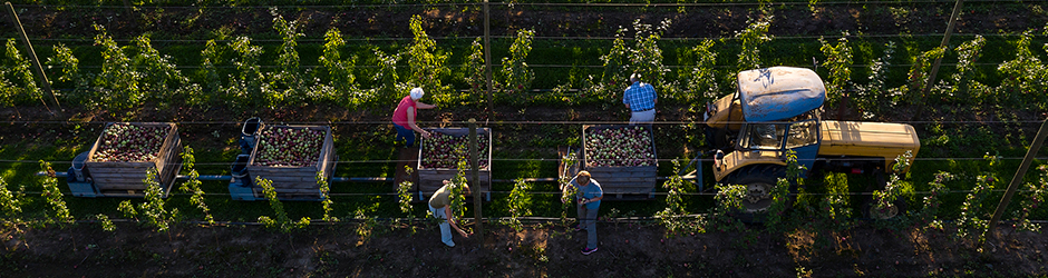 Des agriculteurs cueillent des pommes dans un verger.